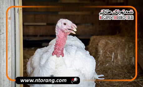 مدیریت تغذیه برای افزایش وزن گوشت بوقلمون